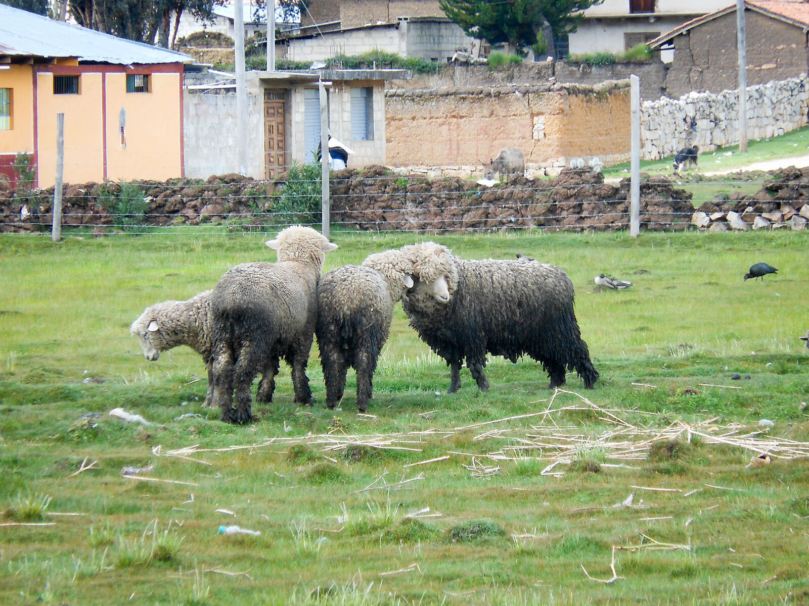 Ovejas pastando en la puna