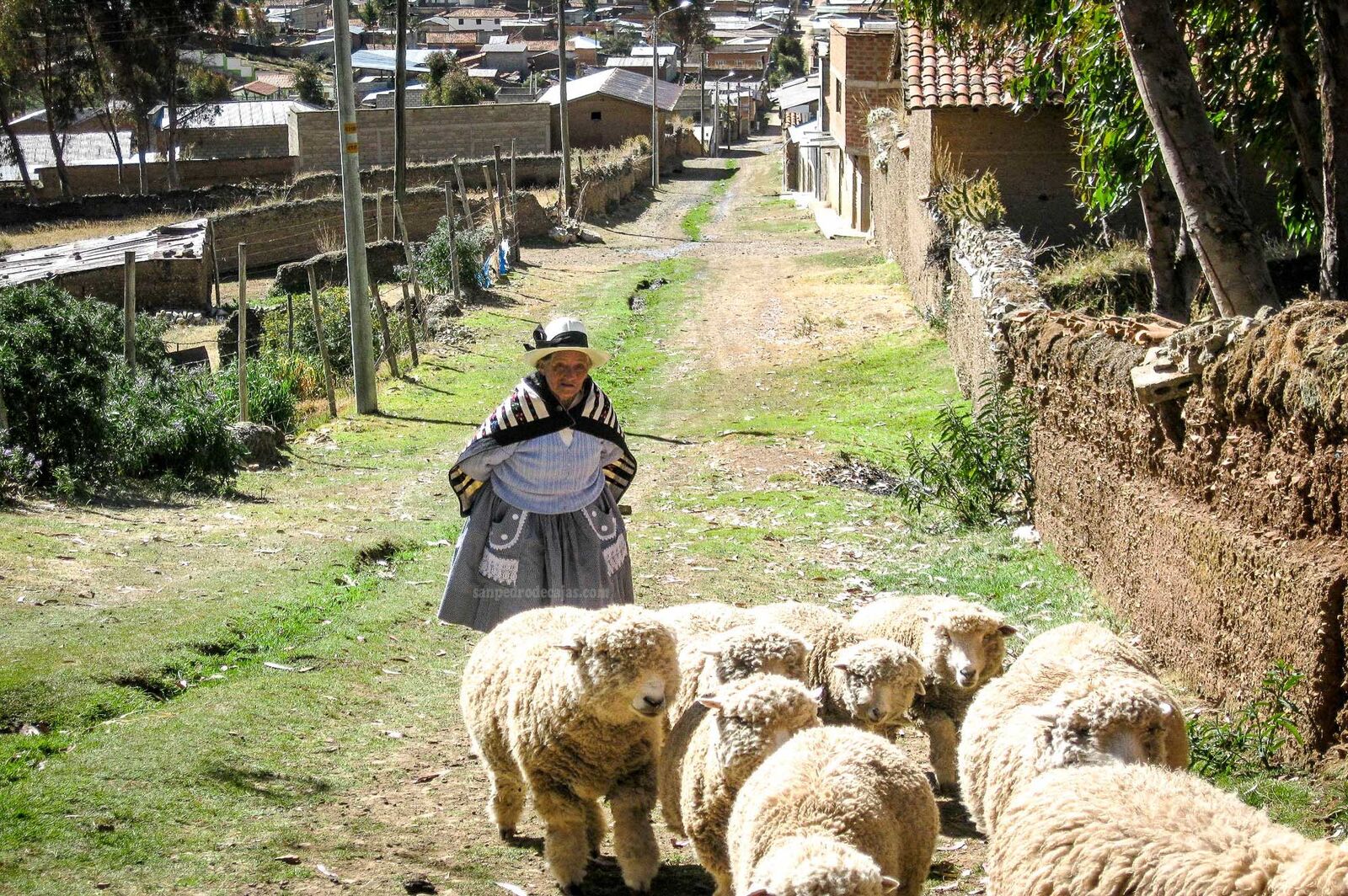 Pastora andina